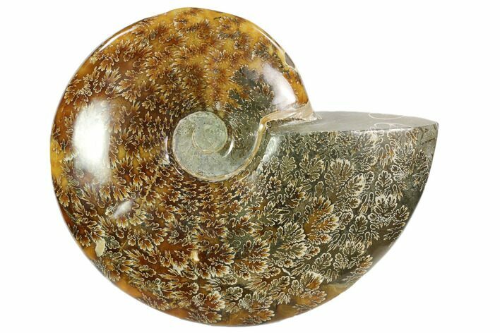 Polished, Agatized Ammonite (Cleoniceras) - Madagascar #102603
